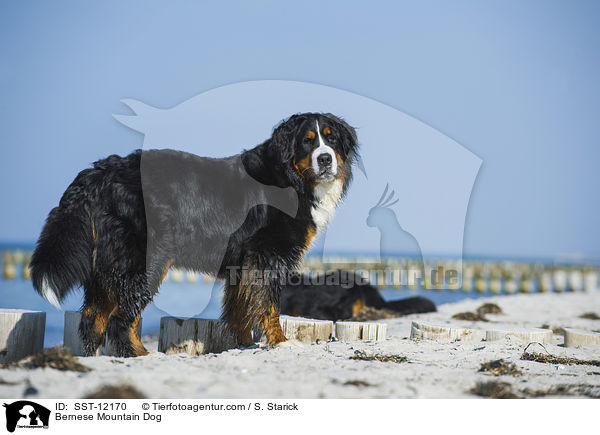 Bernese Mountain Dog / SST-12170