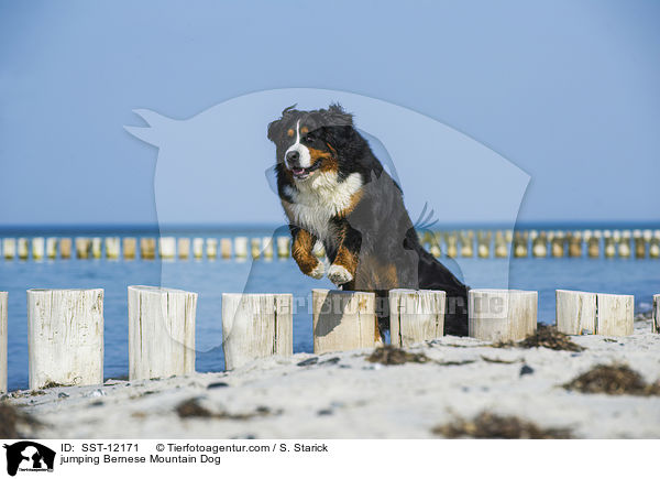springender Berner Sennenhund / jumping Bernese Mountain Dog / SST-12171