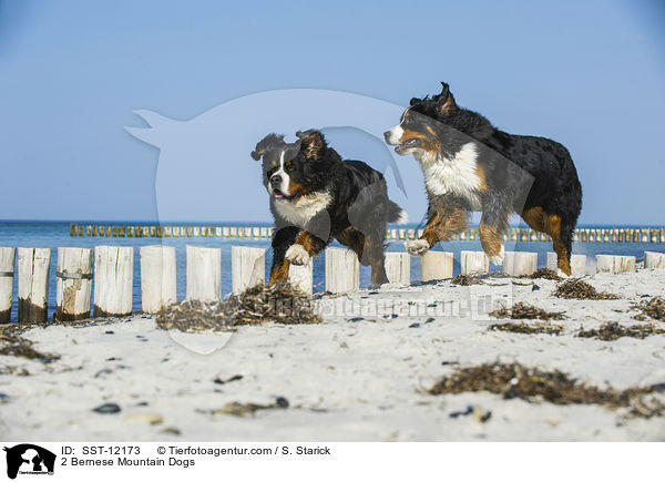 2 Bernese Mountain Dogs / SST-12173