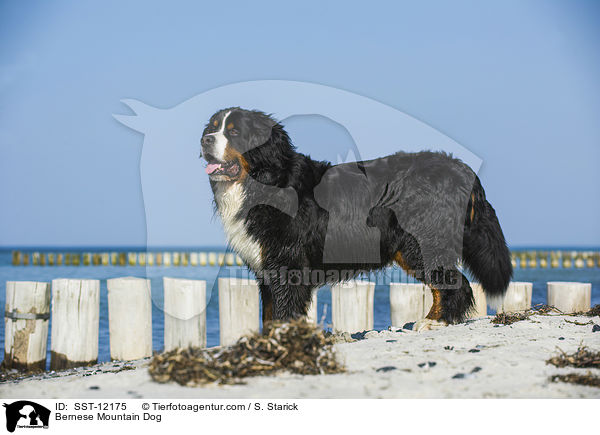 Berner Sennenhund / Bernese Mountain Dog / SST-12175