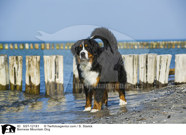 Berner Sennenhund / Bernese Mountain Dog / SST-12181