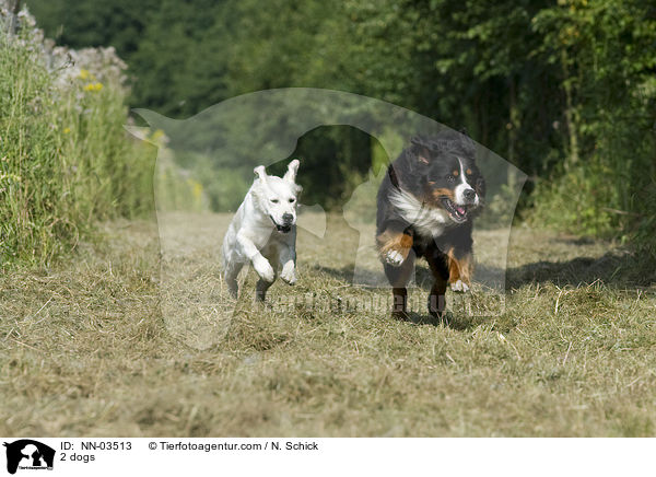 2 dogs / NN-03513