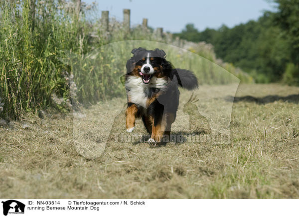 running Bernese Mountain Dog / NN-03514