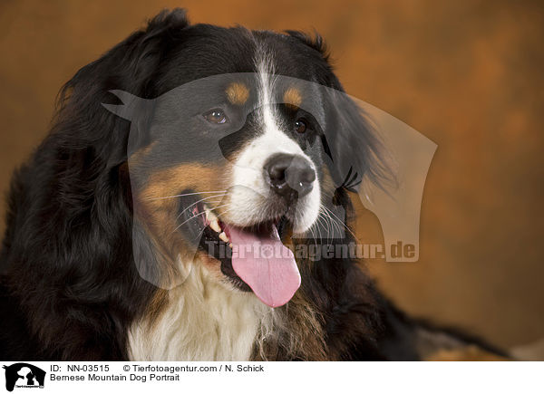 Bernese Mountain Dog Portrait / NN-03515