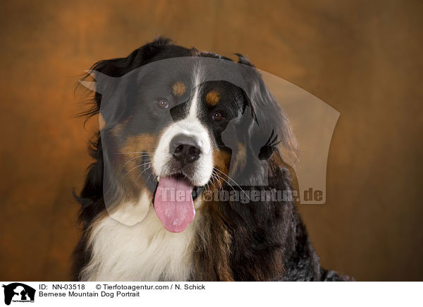Bernese Mountain Dog Portrait / NN-03518