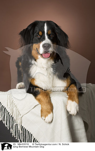 lying Bernese Mountain Dog / NN-03519