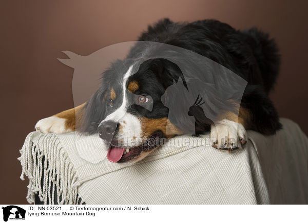 lying Bernese Mountain Dog / NN-03521