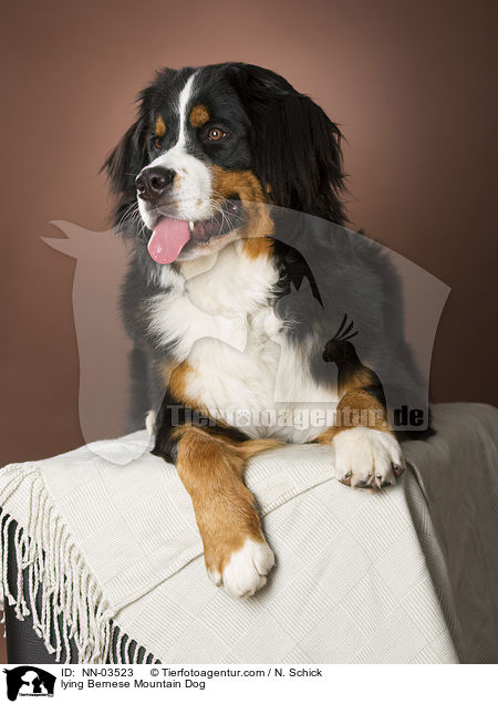 lying Bernese Mountain Dog / NN-03523