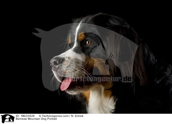 Bernese Mountain Dog Portrait / NN-03526