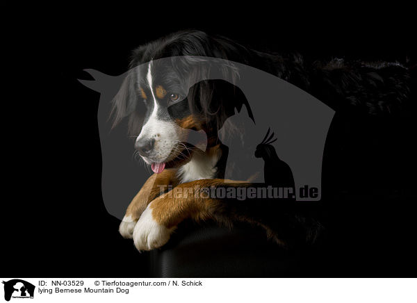 lying Bernese Mountain Dog / NN-03529