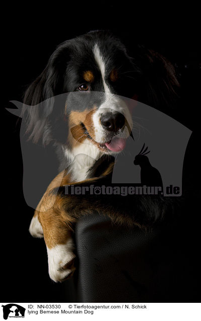 lying Bernese Mountain Dog / NN-03530