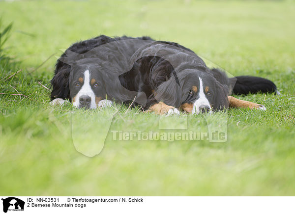 2 Bernese Mountain dogs / NN-03531