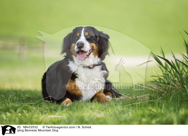 lying Bernese Mountain Dog / NN-03532