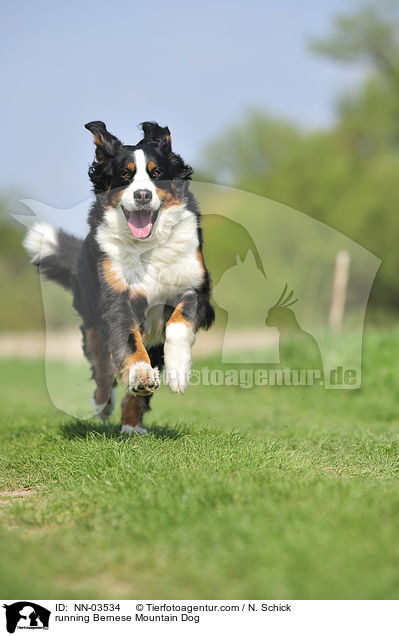 running Bernese Mountain Dog / NN-03534