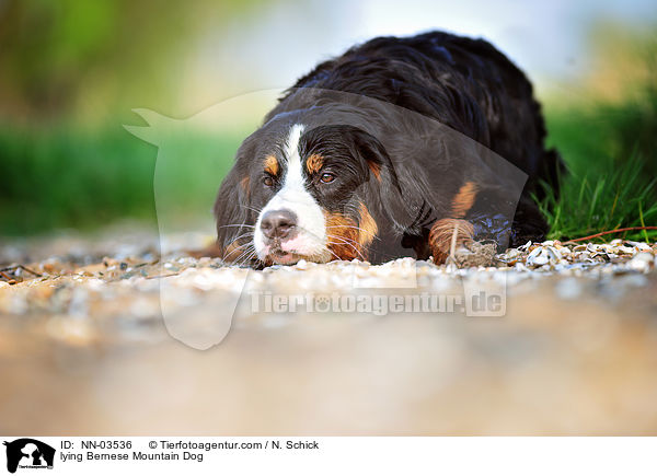 lying Bernese Mountain Dog / NN-03536