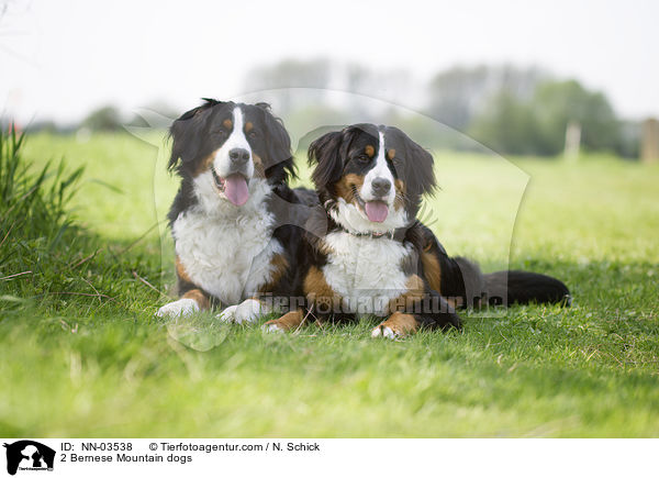 2 Bernese Mountain dogs / NN-03538