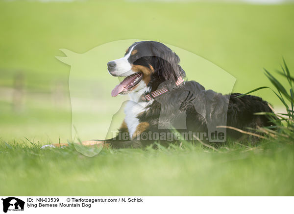 lying Bernese Mountain Dog / NN-03539