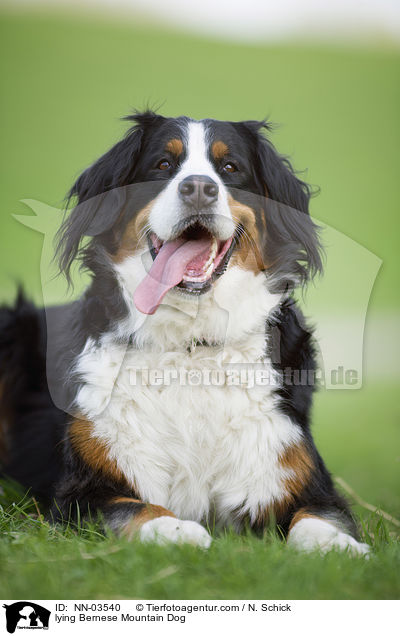 lying Bernese Mountain Dog / NN-03540