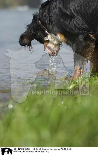 drinking Bernese Mountain dog / NN-03543