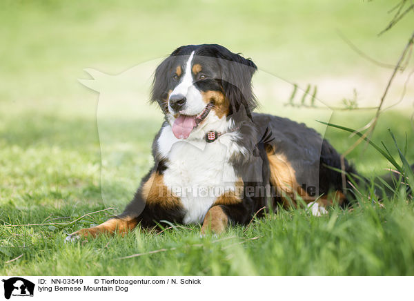 lying Bernese Mountain Dog / NN-03549