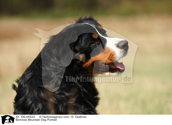 Bernese Mountain Dog Portrait / DG-06522