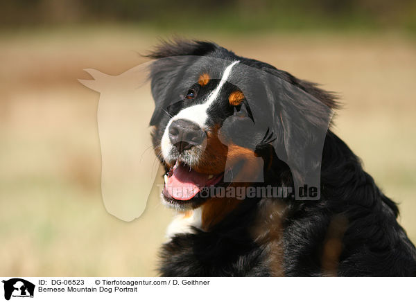 Bernese Mountain Dog Portrait / DG-06523