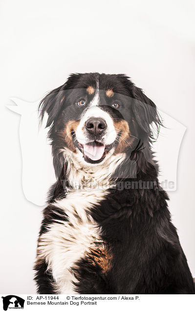 Bernese Mountain Dog Portrait / AP-11944