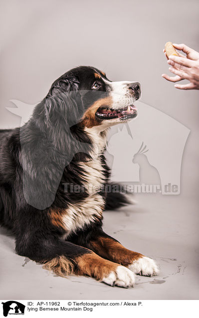 lying Bernese Mountain Dog / AP-11962