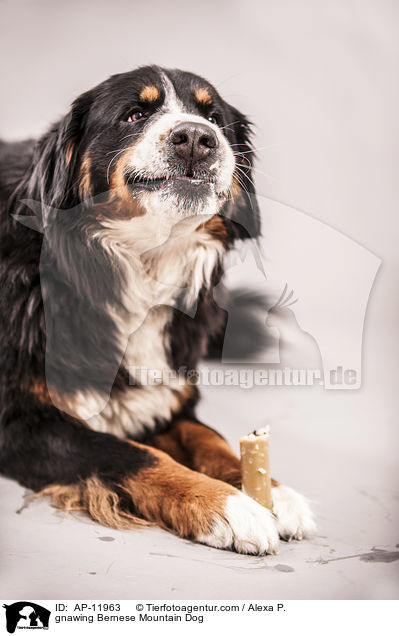gnawing Bernese Mountain Dog / AP-11963