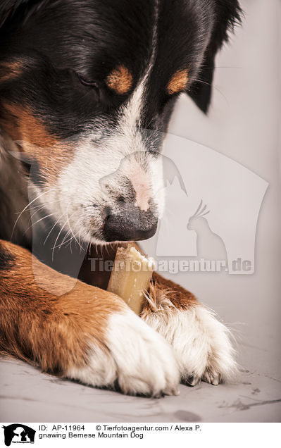 gnawing Bernese Mountain Dog / AP-11964