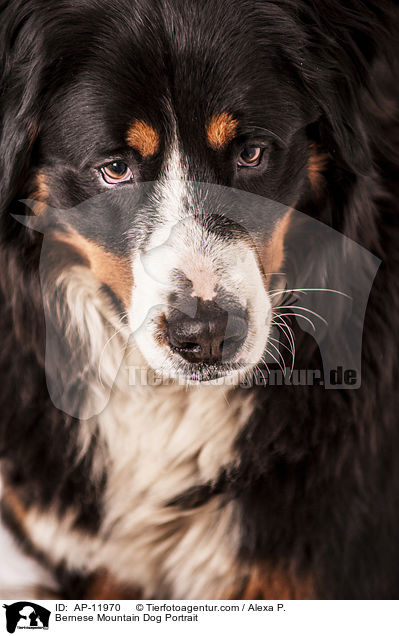 Bernese Mountain Dog Portrait / AP-11970