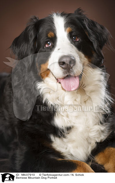 Bernese Mountain Dog Portrait / NN-07910