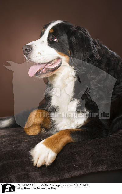 lying Bernese Mountain Dog / NN-07911