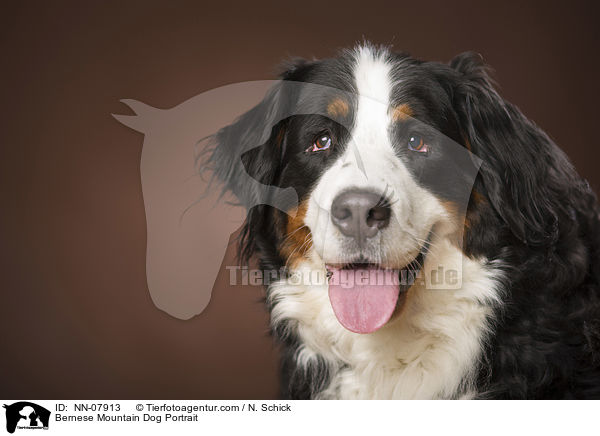 Bernese Mountain Dog Portrait / NN-07913