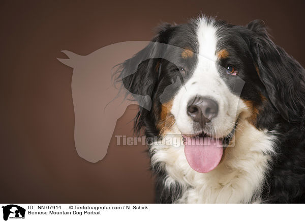 Bernese Mountain Dog Portrait / NN-07914