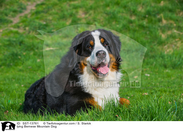 lying Bernese Mountain Dog / SST-13761