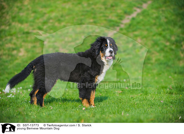 young Bernese Mountain Dog / SST-13773