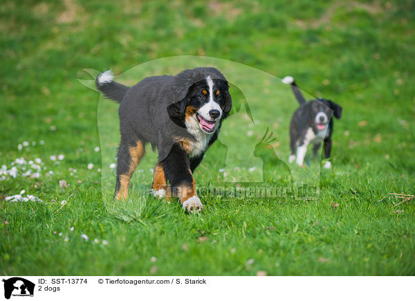2 dogs / SST-13774