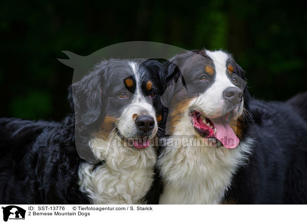 2 Bernese Mountain Dogs / SST-13776