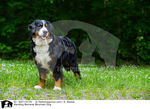 standing Bernese Mountain Dog / SST-13778