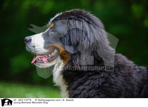 young Bernese Mountain Dog / SST-13779