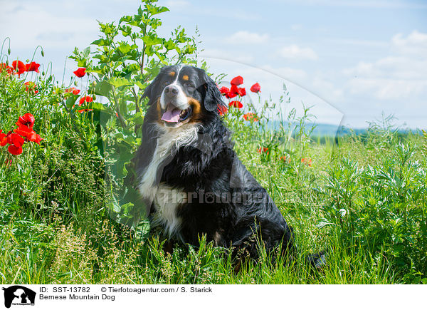 Bernese Mountain Dog / SST-13782