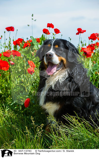 Bernese Mountain Dog / SST-13783