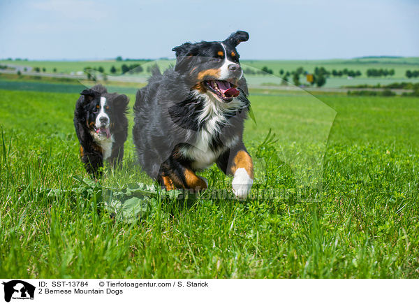 2 Bernese Mountain Dogs / SST-13784
