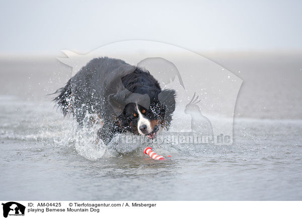 playing Bernese Mountain Dog / AM-04425