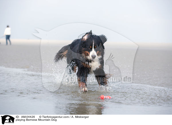 playing Bernese Mountain Dog / AM-04426