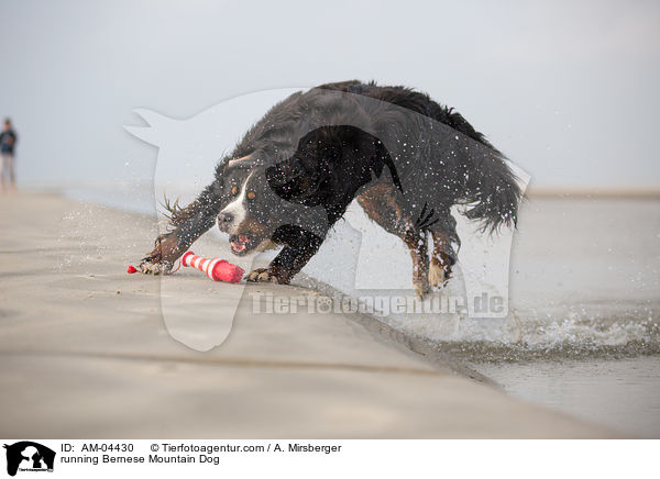 running Bernese Mountain Dog / AM-04430