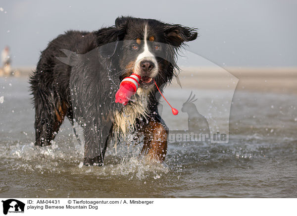 playing Bernese Mountain Dog / AM-04431