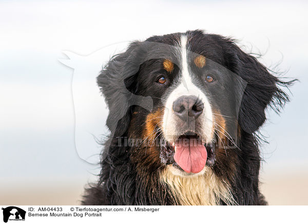 Bernese Mountain Dog Portrait / AM-04433