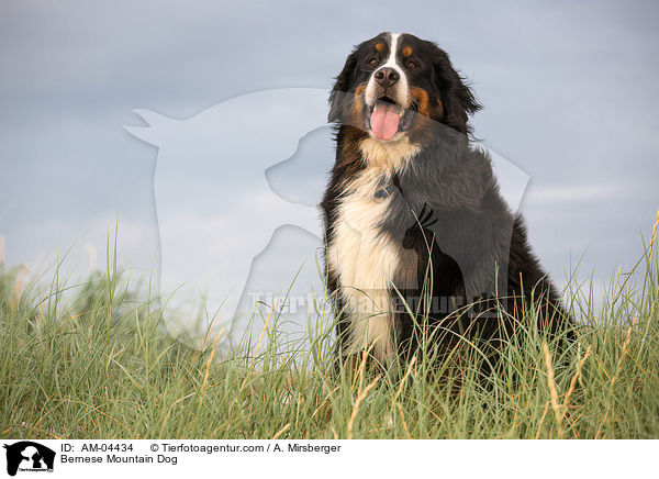 Bernese Mountain Dog / AM-04434